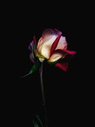 Dark Blue Background With Flower Google Search Dark Flowers Flowers Photography Beautiful Flowers