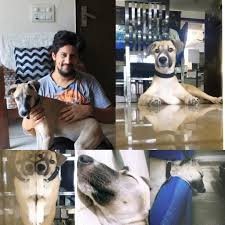 Good home pet adoptions would like to follow up periodically with adopters to see how things are going. Happy Adoption Stella Found Her Paws For A Cause Ncr Adoptions Delhi Facebook