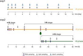 Time Resolved Transcriptome Analysis And Lipid Pathway