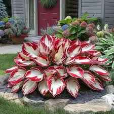 Imported Hosta Flower Seeds – All Signine Bulbs Variety – Exotic Shade Loving Perennial Garden Plant Seeds