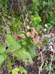 Image result for Vernonia turbinella