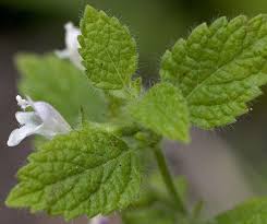 Plante qui ?loignent les mouches. Plante Anti Mouche La Liste Des 20 Plantes Les Plus Efficaces