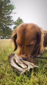 I’m ready for the weekend 🦌 Enjoy this slow motion video of me going absolutely savage on my training hide after a great track and find🐾🦌🤪, #teckel******************...