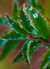 Dew Drops Iceland Dew Drops Water Drops Water Droplets