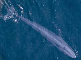 Leedsichthys restoration based on the modern interpretation of the fossils. Size Me Up To A Blue Whale National Geographic Society