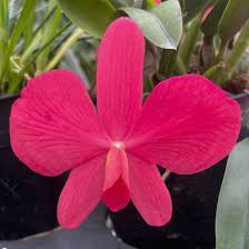 Image result for Osyridicarpos