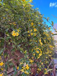 Image result for Gelsemium