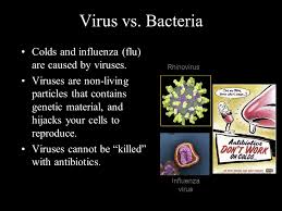 Bacteria and viruses cause many common infections, and these infections can be transmitted in many of. Was The Spanish Flu Caused By A Virus Or Bacteria