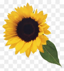 Free Free 95 Outline Free Sunflower Clipart SVG PNG EPS DXF File