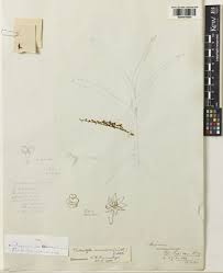 Image result for Tridactyle anthomaniaca