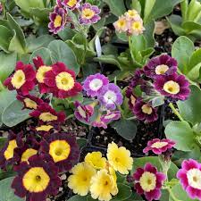 Image result for Primula x pubescens