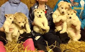 Siberian huskys will happily pull a young child in a wagon or sled. German Shepherd Cross Husky Puppies Kinross Kinross Shire Pets4homes