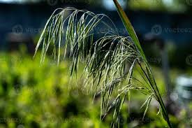 Image result for Bromus  tectorum