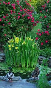 pond and flowers 庭の池 庭 水のある庭