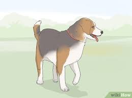 How to train a seizure alert dog. How To Train A Dog To Detect Seizures Wikihow