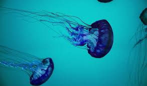 Jellyfish Apocalypse Problems Causes And Opportunities Sciencebuzz
