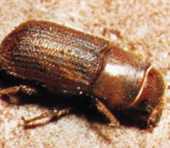 The european spruce bark beetle ( ips typographus), is a species of beetle in the weevil subfamily bark beetle, the bark beetles, and is found from europe to anatolia and some parts of africa. Conifer Bark Beetles Arborjet