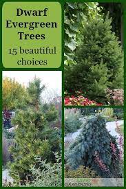 Dwarf Evergreen Trees 15 Exceptional Choices For The Yard And Garden Evergreen Trees Landscaping Dwarf Trees For Landscaping Evergreen Landscape