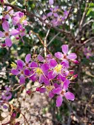 Image result for Dichaetanthera corymbosa