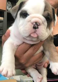 French bulldog, wisconsin » green bay. Miniature English Bulldog Puppies For Sale Pewaukee Wi 264214