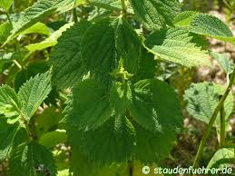 Image result for Boehmeria nivea