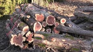 This kitayama cedar is known for being exceptionally straight and without knots and has been in high demand since the 15th century. Cedar Trees Friend Or Foe Youtube