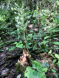 Image result for Habenaria subarmata
