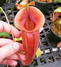 Image result for Nesaea spathulata