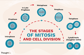 the stages of mitosis and cell division