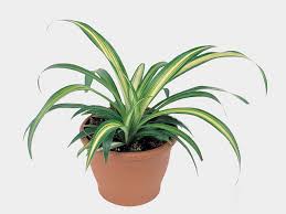 Image result for Chlorophytum hirsutum