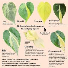 Philodendron Hederaceum Identifying Sports Gabriella Plants In 2020 Philodendron Plant Philodendron Plants