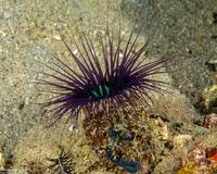 Image result for Secamone filiformis