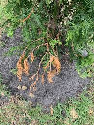 Image result for thuja drying out dead dried symptoms)