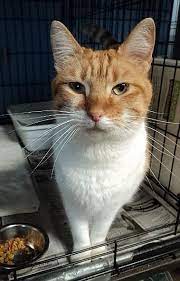 Adopt Kitty On Petfinder Humane Society Cats Cats And Kittens