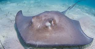 Di indonesia sendiri, ada beberapa wisata aquarium yang menyediakan aneka jenis ikan, mulai dari tawar sampai laut. 15 Ikan Teraneh Yang Pernah Tertangkap Pancingan Biasa