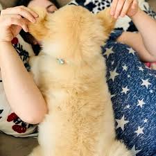 Akc maltese puppies 23237,richmond, va. Dogs And Puppies For Adoption In West Virginia Home Facebook