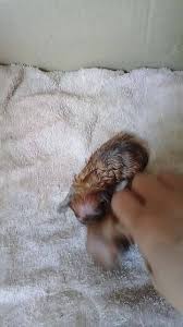 Gold Finger Pomeranian updated...