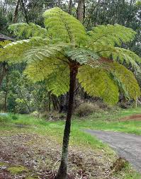 Image result for Cyathea thomsonii