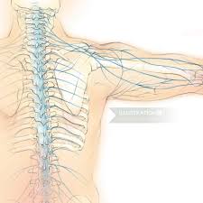 It is a sturdy, flat, triangular bone. Spinal Nerves Illustration By Juliet Percival Medical