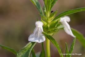 Image result for Leucas princei