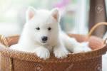 Husky Puppies for Sale | Lancaster Puppies
