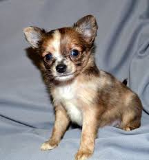 Feel free to browse hundreds of active classified puppy for sale listings, from dog breeders in pa and the surrounding areas. Merle Chihuahua For Sale In Pa