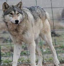 What is this breed going to cost and what are other people paying for it? Wolves For Sale