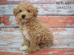 Since it is a hybrid, it does take all of the features of its parents. Bichon Poo Puppies Petland Sarasota