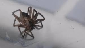 we should just burn it down 30 brown recluse spiders found