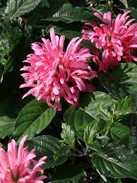You can buy brazilian plume, flamingo flower (jacobinia) in online stores (seed and seedlings). Pink Brazilian Plume Flamingo Flower Jacobinia Kens Nursery