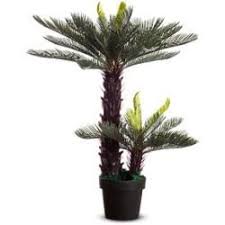 Paperflow Kunstpalme Zycas80 0cm Hohe Paperflow Garden Planning Printable Gunstigerオンラインburoshop24 Hohe Kunstpalme In 2020 Cactus House Plants Plants House Plants
