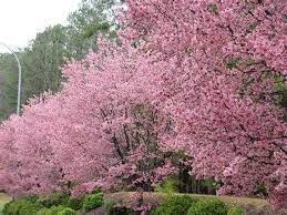 The yoshino cherry is one of the showiest flowering cherry trees. How To Grow Cherry Trees In North Carolina Region