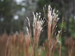 Image result for Andropogon canaliculatus