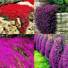 Picture its deep green leaves covering the gaps between stepping stones or at the top of a rock wall where the drainage is sharp; Perennial Seeds 500pcs Garden Ground Cover Perennial Flower Plant Purple Rock Cress Seeds New Home Garden